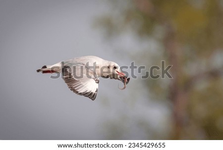 A hunting gull with a fish in its beak. this photo was taken from sundarbans,Bangladesh.