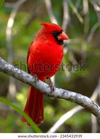 A small vibrant northern cardinal (Cardinalis cardinalis) perched on a tree branch Royalty-Free Stock Photo #2345432939