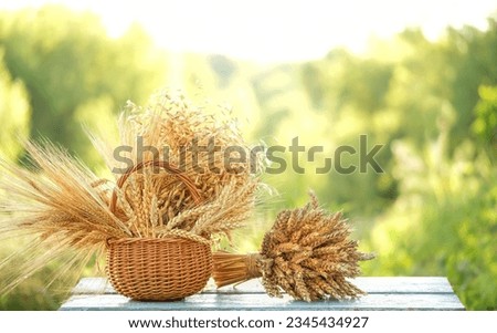 wicker basket full of ripe grain spikelets and bunch of wheat on table in garden, natural abstract background. Harvest concept. summer, autumn season. rustic composition. template for design