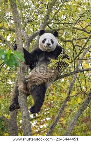 A giant panda climbing in a tree, eating leaves in autumn