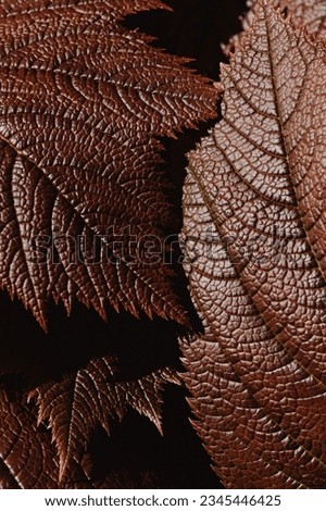 High contrast detailed close up of autumn leaves