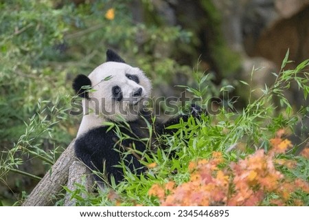 A giant panda eating bamboo in the grass, portrait in autumn