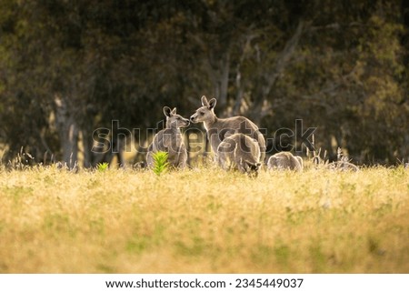 A family of kangaroos in the Namadgi National Park of Australia.