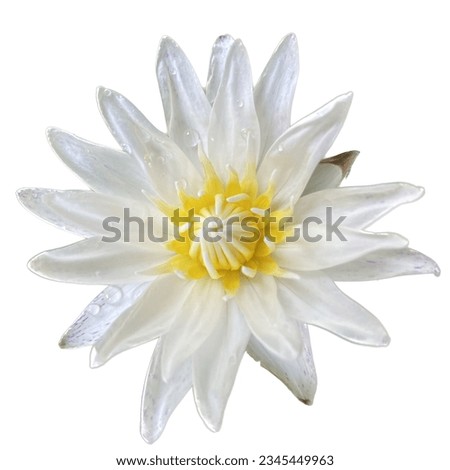 White lotus flowers yellow blooming close up, popular flower close up