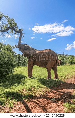 wildlife africa south africa nature safari