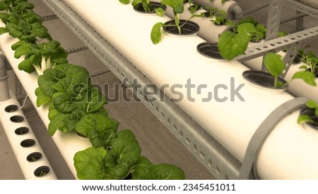 Fresh organic herbs and vegetable grown using aquaponics and hydroponic farming.