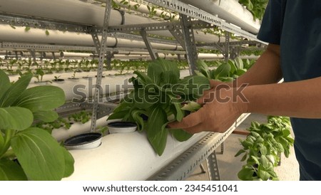 Fresh organic herbs and vegetable grown using aquaponics and hydroponic farming.