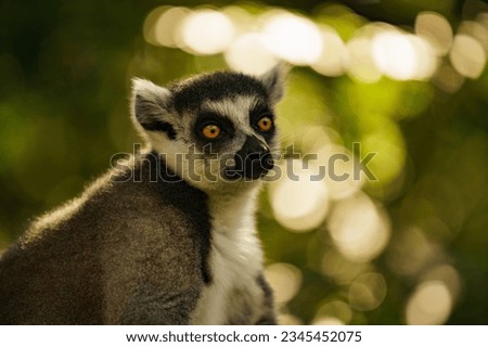 A picture of a lemur peering into the camera lens while on a tree