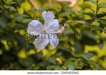 Amazing White Hibiscus Flower Photography