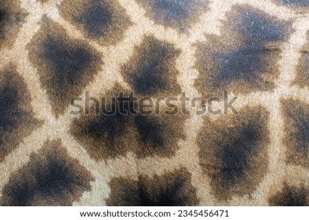 Background giraffe skin. Photo the background of giraffe skin. Photo the back background of a wild animal giraffe skin