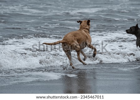 dog, beach, sea, animal, puppy