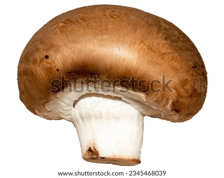 Brown champignon on a white background. One mushroom brown champignon. One brown champignon. Nature fungi. Food mushroom champignon Royalty-Free Stock Photo #2345468039