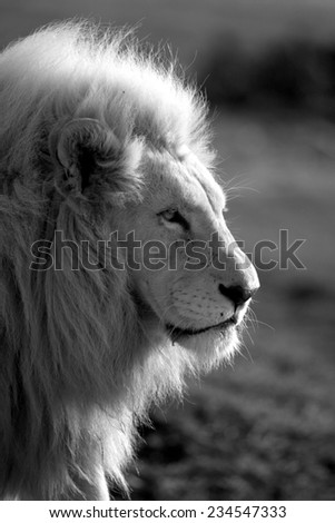 A big pure white male lion with backlight through his mane in this sepia tone photo taken on safari in Africa.