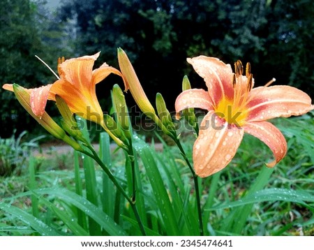 Exquisite tiger lilies flaunt fiery orange hues with dark speckles, radiating untamed beauty in gardens. Graced with elegance and a hint of the wild.
