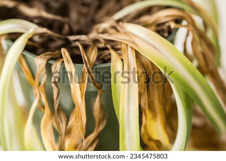Dead and shriveled spider plant in plant pot Royalty-Free Stock Photo #2345475803
