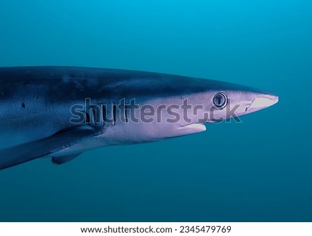 Under water blue shark closeup