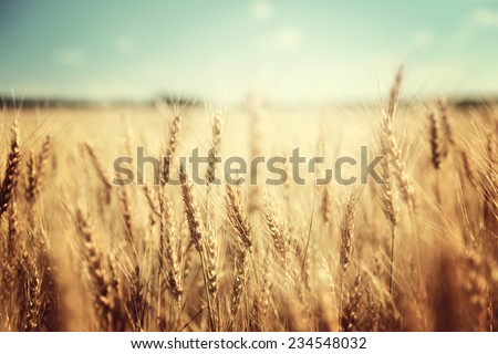 golden wheat field and sunny day Royalty-Free Stock Photo #234548032