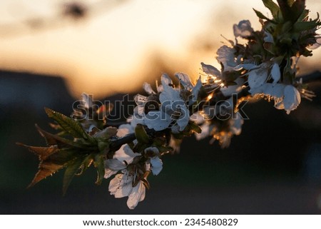 The White cherry blossoms with Sunset in a background
