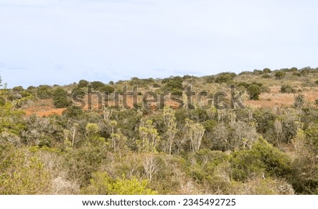 Addo Elephant National Park landscape, South Africa