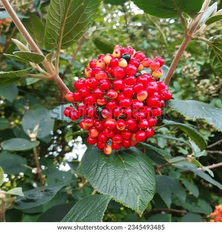Wayfaring tree Viburnum lantana  red berries  fruits. Flower with red berries  Royalty-Free Stock Photo #2345493485