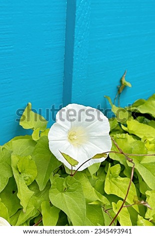 morning glory flower against teal building