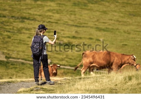 Blonde tourist girl photographs brown cows with her smartphone in a mountainous landscape in the French Pyrenees on a sunny summer day in a green meadow.