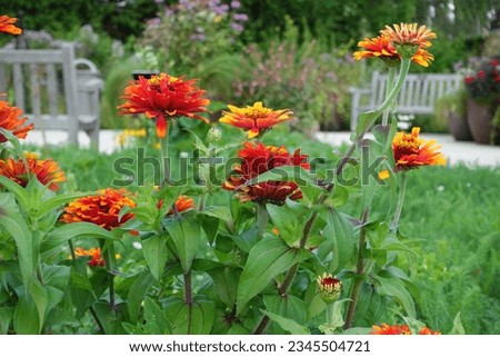 Penn State Arboretum in the middle of summer red and yellow flowers with benches in the background Royalty-Free Stock Photo #2345504721