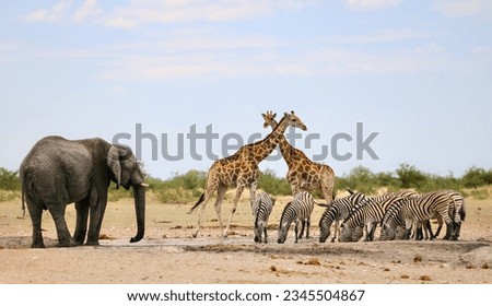 Animals (zebra, giraffe, African elephant) at a waterhole, Etosha National Park, Namibia Royalty-Free Stock Photo #2345504867