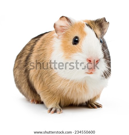 brown guinea pig on white isolated