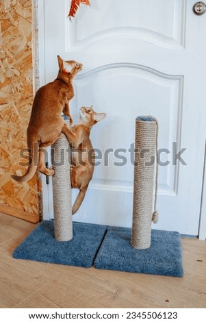Beautiful thoroughbred abyssinia cat with a pedigree Royalty-Free Stock Photo #2345506123