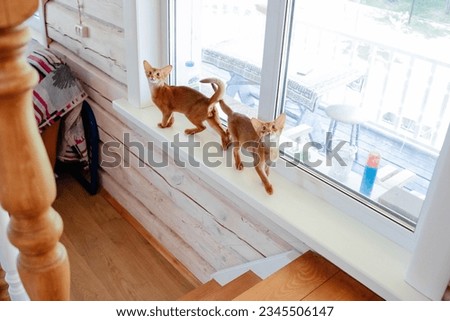 Beautiful thoroughbred abyssinia cat with a pedigree Royalty-Free Stock Photo #2345506147