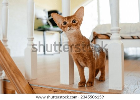 Beautiful thoroughbred abyssinia cat with a pedigree Royalty-Free Stock Photo #2345506159
