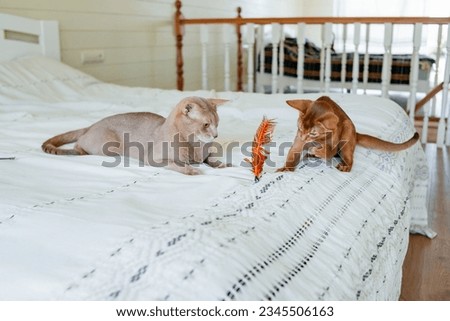 Beautiful thoroughbred abyssinia cat with a pedigree Royalty-Free Stock Photo #2345506163