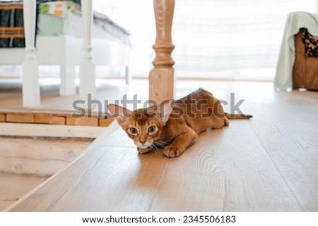 Beautiful thoroughbred abyssinia cat with a pedigree Royalty-Free Stock Photo #2345506183
