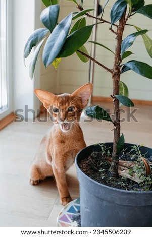 Beautiful thoroughbred abyssinia cat with a pedigree Royalty-Free Stock Photo #2345506209