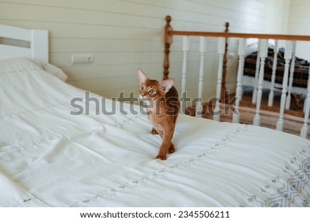 Beautiful thoroughbred abyssinia cat with a pedigree Royalty-Free Stock Photo #2345506211