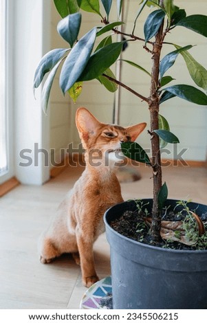 Beautiful thoroughbred abyssinia cat with a pedigree Royalty-Free Stock Photo #2345506215