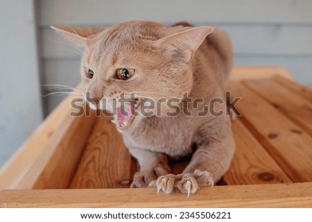 Beautiful thoroughbred abyssinia cat with a pedigree Royalty-Free Stock Photo #2345506221