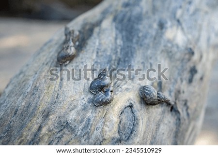 Littorinid snail on dead mangrove trunk. The mangrove snail spends most of its life in its shell to protect him self from the salt environment.