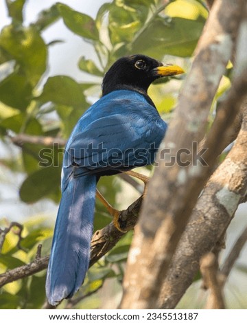 yucatecan chara singing in a tree in the field Royalty-Free Stock Photo #2345513187
