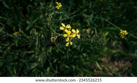 Tiny little yellow flowers in nature