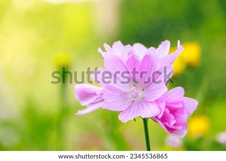 Beautiful pink common mallow flower. Growing ornamental plants in home garden. Summer natural background.