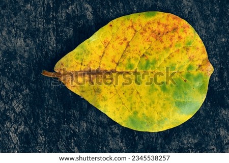colorful of leave on isolated background 