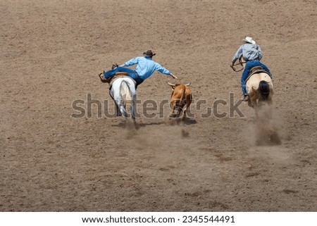 A cowboy is has leaped from his horse and tries to grab the calf's horns. He is competing in a rodeo contest called Steer Wrestling. The cowboy is in a blue shirt and jeans. The calf is brown.