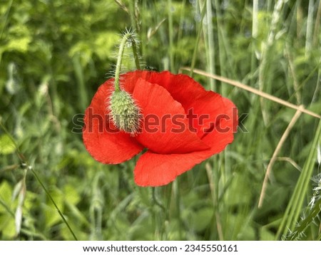 Beautiful picturesque flower of wild poppy