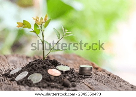 Photo of growth money like a tree growth in concept saving the money for future with concept money in the plant on nature background.