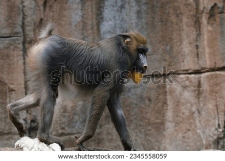 The activity of the mandrill or mandrill when looking for food in groups, this monkey family includes African wild animals