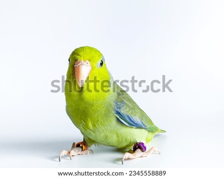 Forpus parrot bird on the white background