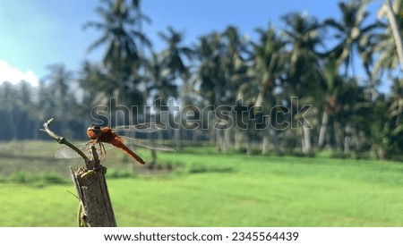 A stylized dragonfly when photographed. With a rural nature background. Coconut tree