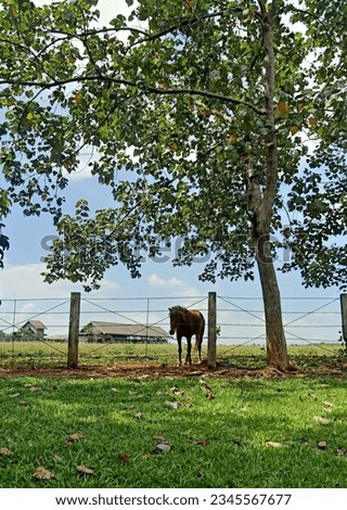 a horse under the trees